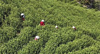 浙江乐清:早春采茶正当时