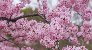 上海:顾村公园早樱绽放