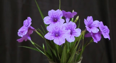 延时镜头下蓝花草绽放如画