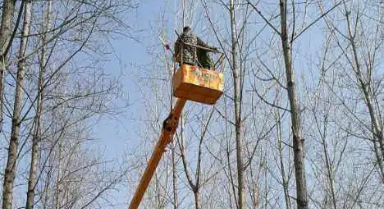 治理杨絮,有了“治本”的办法