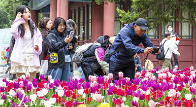 北京:中山公园郁金香盛开
